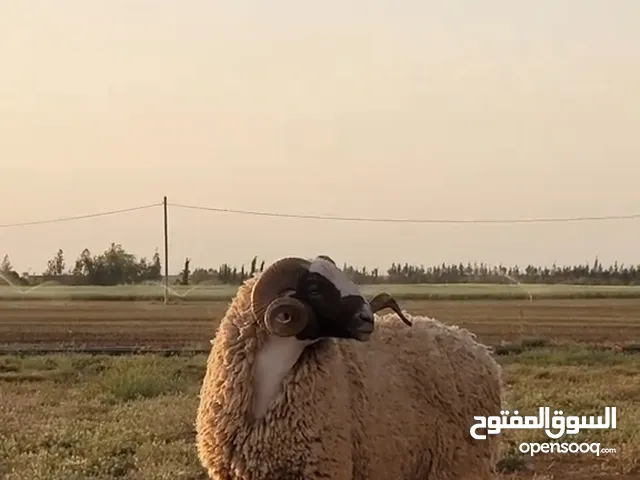 سلالة ولاد جلال