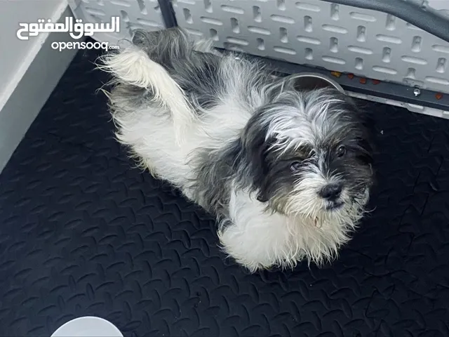 PURE BREED SHITZU