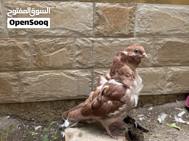تك مخلف كشكي