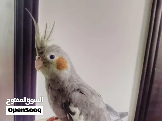 للبيع ثلاثة طيور كروان اليفين
