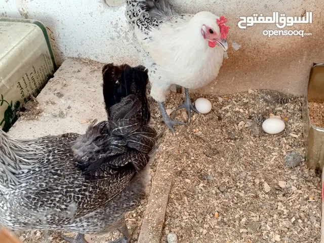 4 دجاجات فيومي بياضات نخب أول وديك بلدي فحل اول خيرهم العمر سنة السعر 70 و فش توصيل