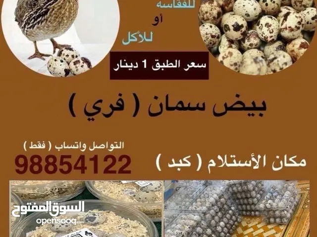 للبيع بيض فري