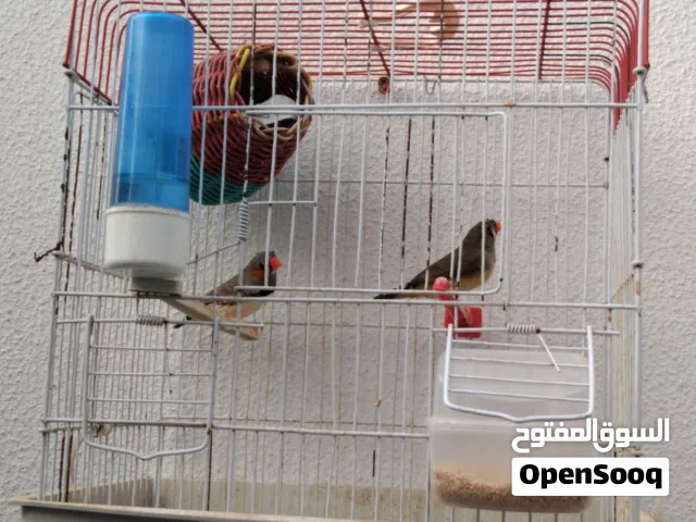 كوبيه زيبرا ربي يبارك للبيع