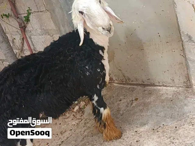 خروف نجدي نخب أول