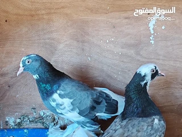 خوت العش شقلاب