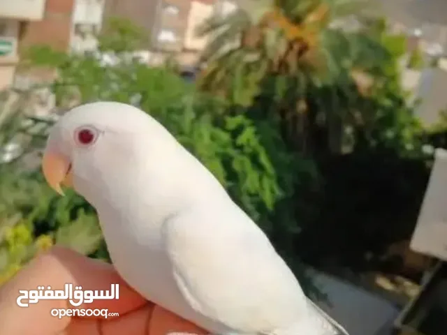 زوج كوكتيل اليف من الاخر