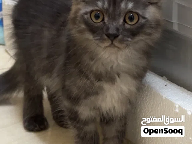 قطط ( سنانير خوات