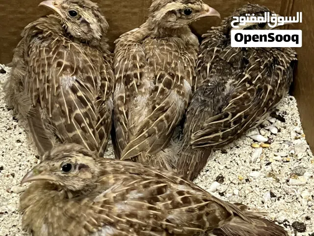 للبيع فروخ تيتر