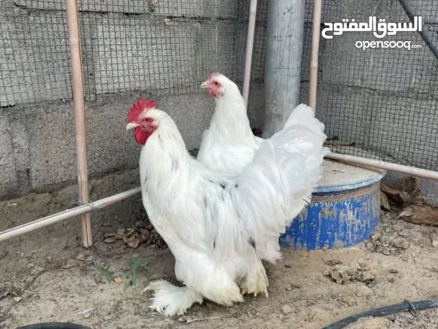 للبيع دجاج البرهما الفرنسي