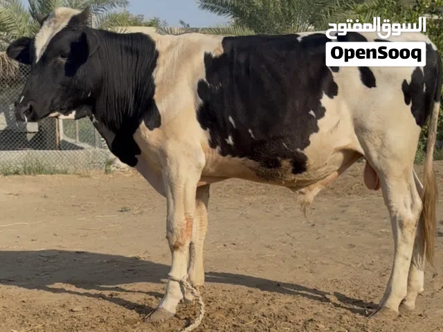 عيل نمساوي ما قالع شي.