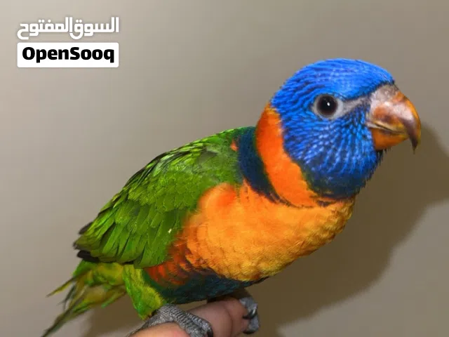 لوري اليف انتاج البحرين