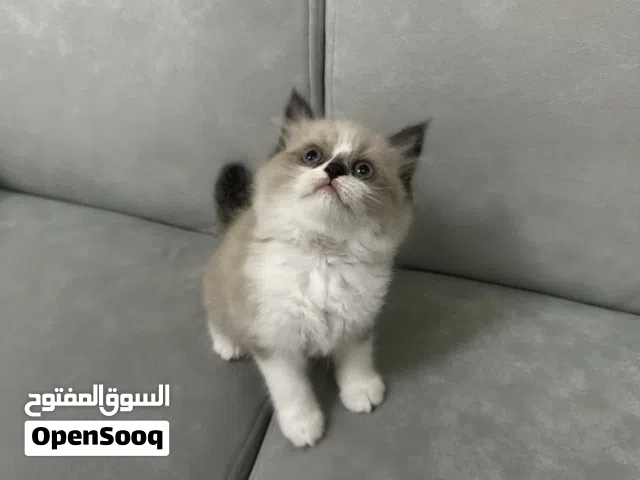 قطط راغدوال  بيور و هملايا بصحة جيدة تربية منزل عمر شهرين لعوبين ومتعلمين على كل شيئ