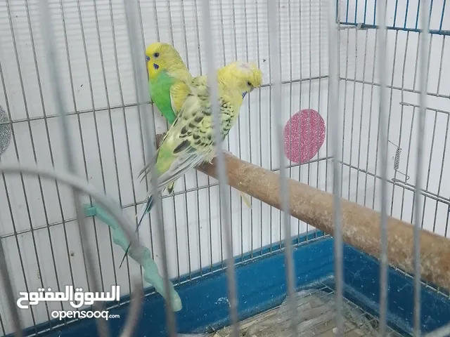 جوز حب شغلات انثى فيها بيض 15