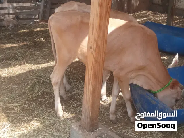 عجل و عجله عمره ستة أشهر