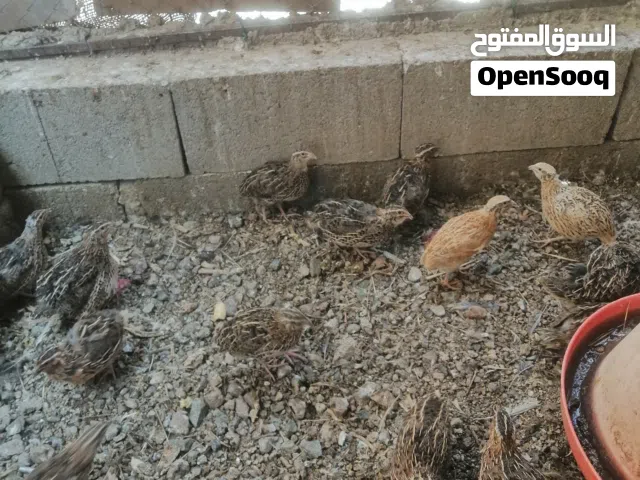 سمان فراي للذبح