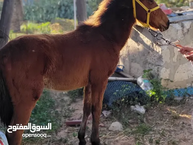 فلوه 92 للبيع