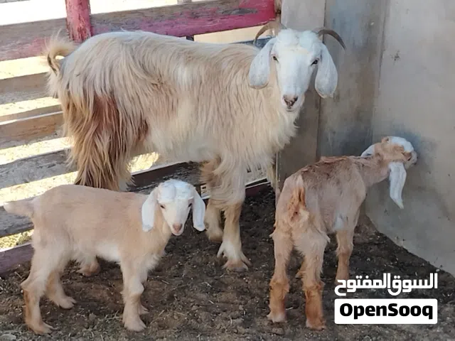 تنية أول ميلاد تومية تحتها زوز اعنايق ربي يبارك المكان صبراتة يوجد توصيل حسب المكان سعر البيع 1550 0