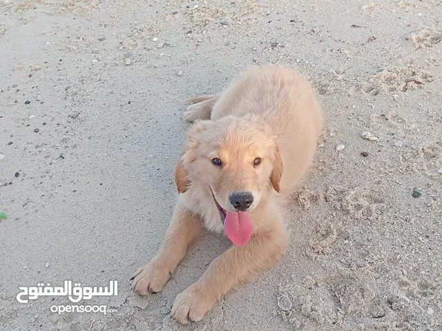 بيور pupy golden retreiver