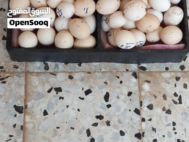 تم توفير زوز طباق بيض زينه مخلط تجميع جديد