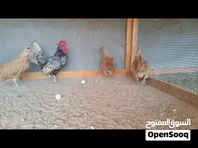 سبرايت كريمي وفضي