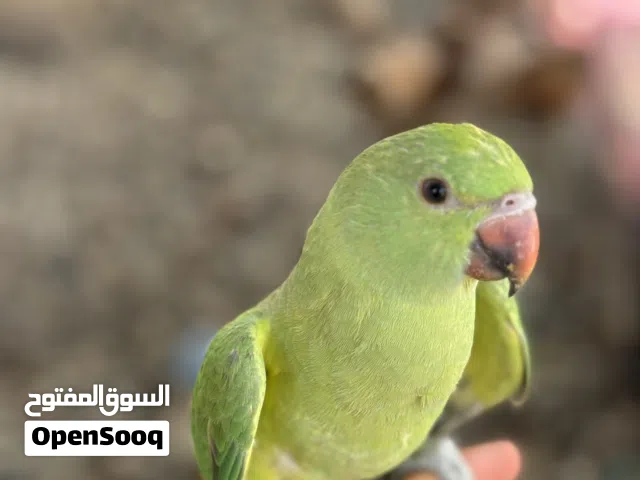 ببغاء دره اليف جدا