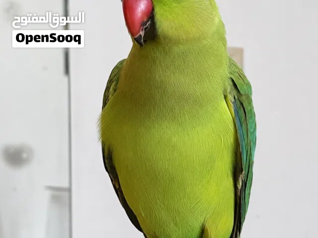 ببغاء دره ذكر