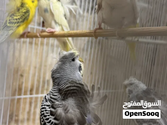 طيور حب هاجرموا فول وردات