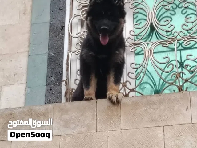 كلبه جيرمن عمر 4اشهر ونص