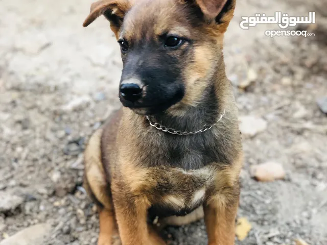 متاح بفضل الله ذكر بلجم مالينو شهرين صحه ونضافه ماخذ جميع المطاعيم