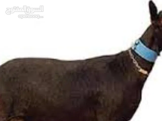 مطلوب جدي مرسيانو