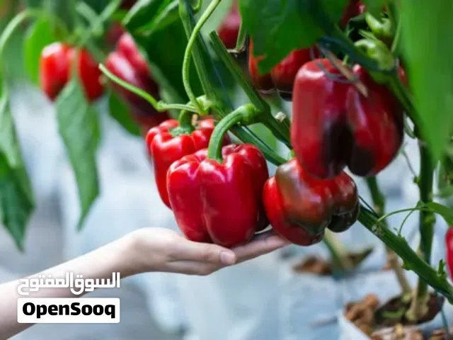 مكافحه افات الصحة العامةوالنظافه ودعم فنى وارشاد زراعى .ونظافه خزانات المياه دبى والشارقه