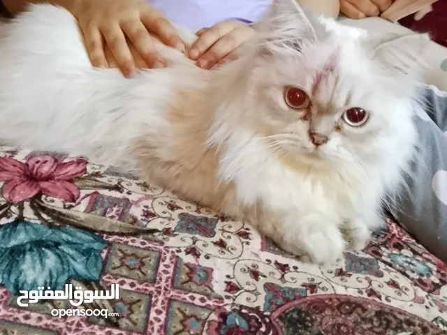 قط سيبيري للتبني