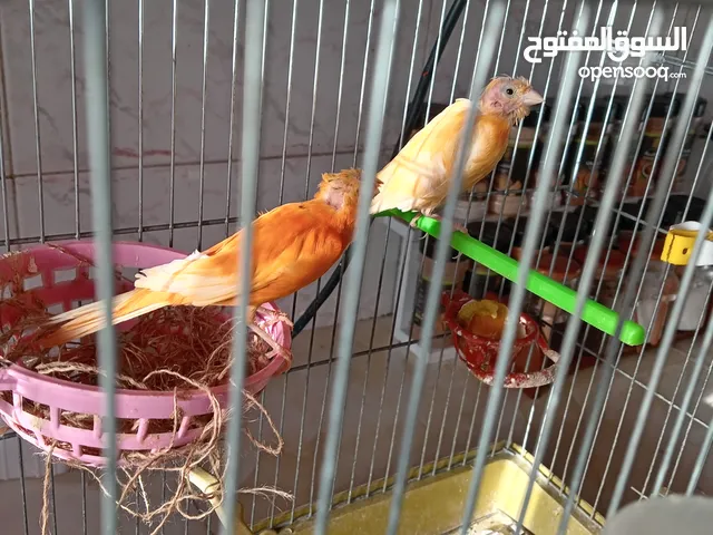 جوز كنار على البيض مباشره ان شاء الله