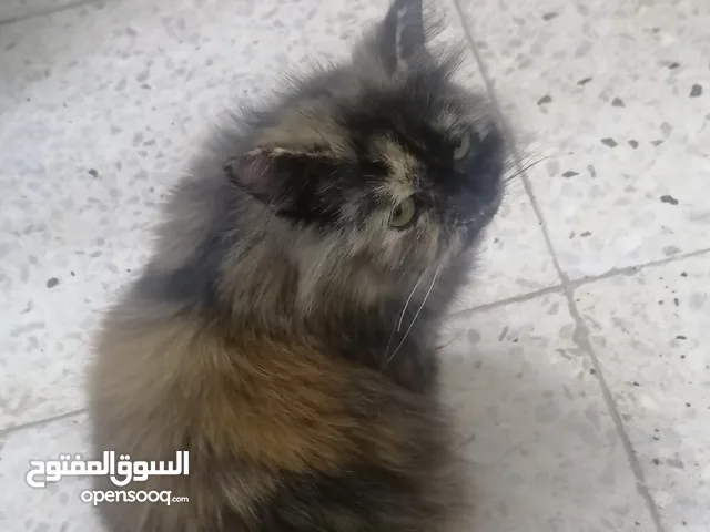 قطة زينة للبيع