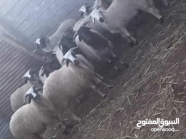 15 راس العمر 9 شهور