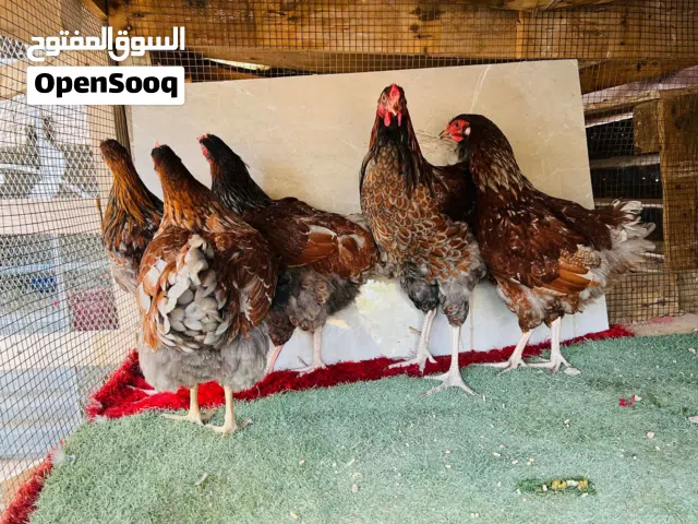 متاح ون دوت بلو عمر 5 شهور حاجه ربي يبارك مشاء الله دم صافي سعر كوبيه 500
