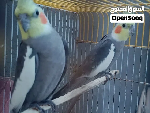 كوكتيل ذكر ونثية  وقابل للتفاوض
