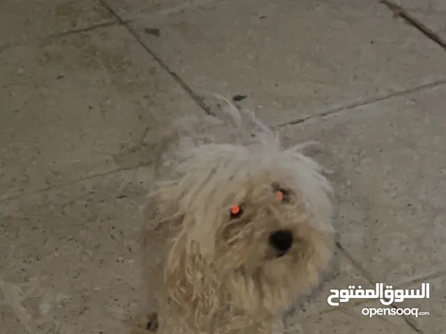 انثى توي بودل بيور