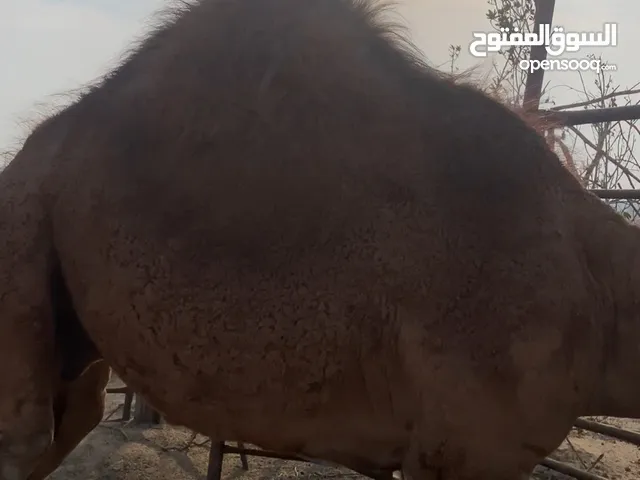 قعود فاخر يجمل  مفرود