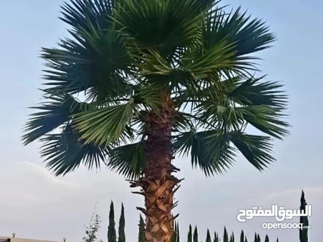 نخل واشنطني زينه للبيع