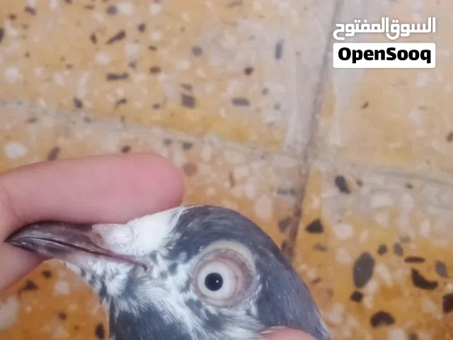 حمام للبيع السعر 15ريال