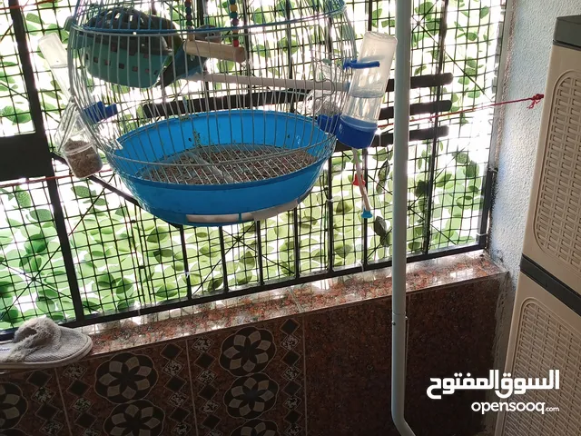 طيور فشر ذكر وانثى