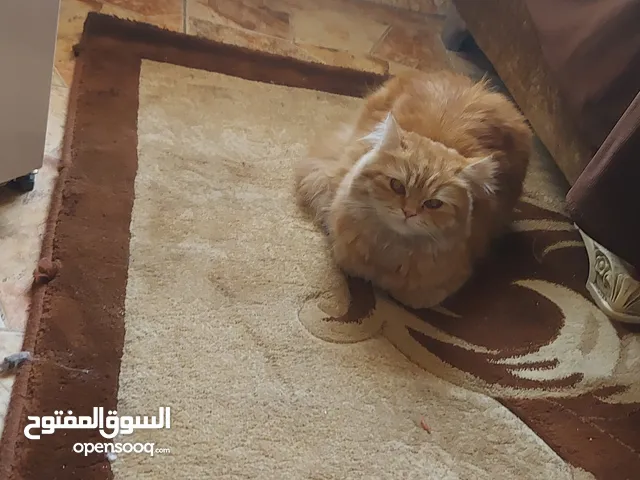 قطه شيرازي ربه مال بيت