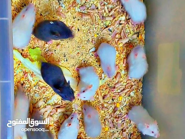 همستر عمر شهر اليف اللبيع  الحبه وذا كلهم بقصرش معك موجود الوان