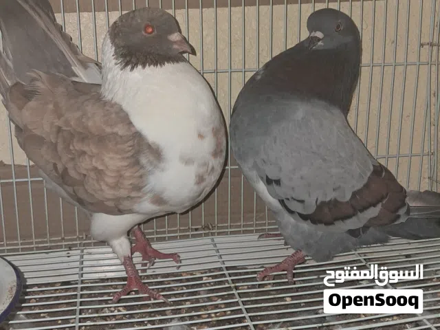 حمام مدينه انثى ورجال اموره فوق الطيبه سبب البيع ليس توفر المكان حالهن