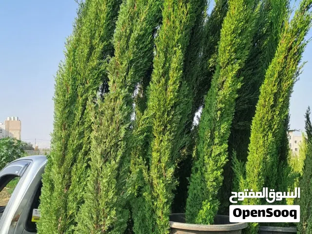 أشجار زينة مثمرة للبيع