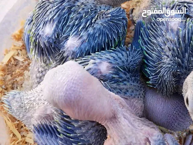 ببغاء دره لون أخضر