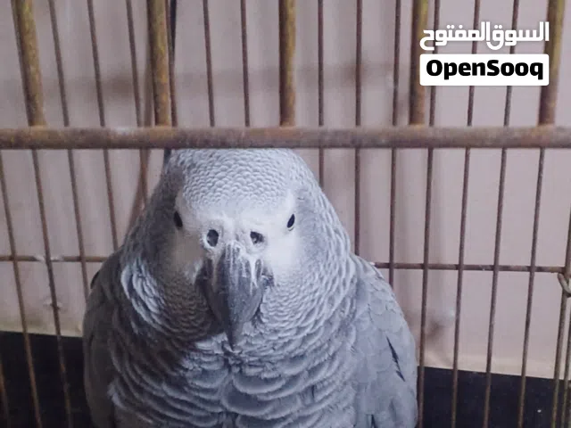 كاسكو اليف طينه