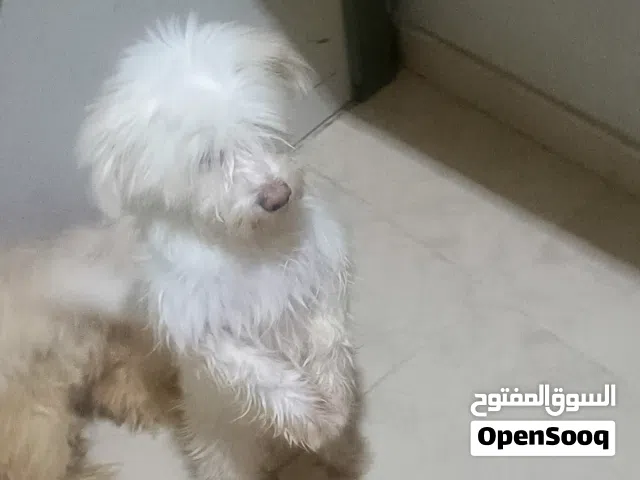 كلبة وجروها للتبني برسوم
