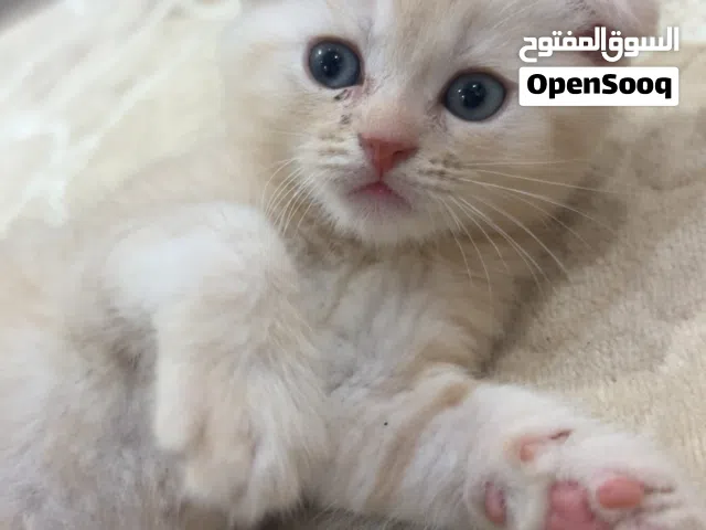 العمر 7 شهور النوع سكوش فولد